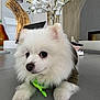 Aslan Antonio is registered to the contest to win money with this photo: dog, pomeranian, white_fur, fluffy, pet, indoor, flowers, orchids, green_bandana, table, decor, modern_interior, cute, animal, small_dog, fur, face, eyes, nose, paws