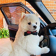 Aslan Antonio joined the competition — help win amazing prizes! dog, white_dog, bow_tie, steering_wheel, car_interior, open_car_door, brick_wall, fluffy, pet, cute, animal, vehicle, indoor, paw, portrait, adorable, furry, side_view, black_and_red, small_dog