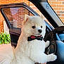 dog, white_dog, bow_tie, steering_wheel, car_interior, open_car_door, brick_wall, fluffy, pet, cute, animal, vehicle, indoor, paw, portrait, adorable, furry, side_view, black_and_red, small_dog
