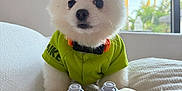 Aslan Antonio is registered to the contest to win money with this photo: puppy, dog, white_fur, green_shirt, nike, game_controller, sony, bed, blanket, window, palm_trees, indoor, cute, pet, animal, playing, technology, cozy, portrait, adorable