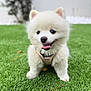Aslan Antonio is registered to the contest to win money with this photo: dog, puppy, pomeranian, white, fluffy, grass, outdoor, pet, cute, tongue, happy, small, animal, nature, playful, fur, canine, mammal, young, adorable