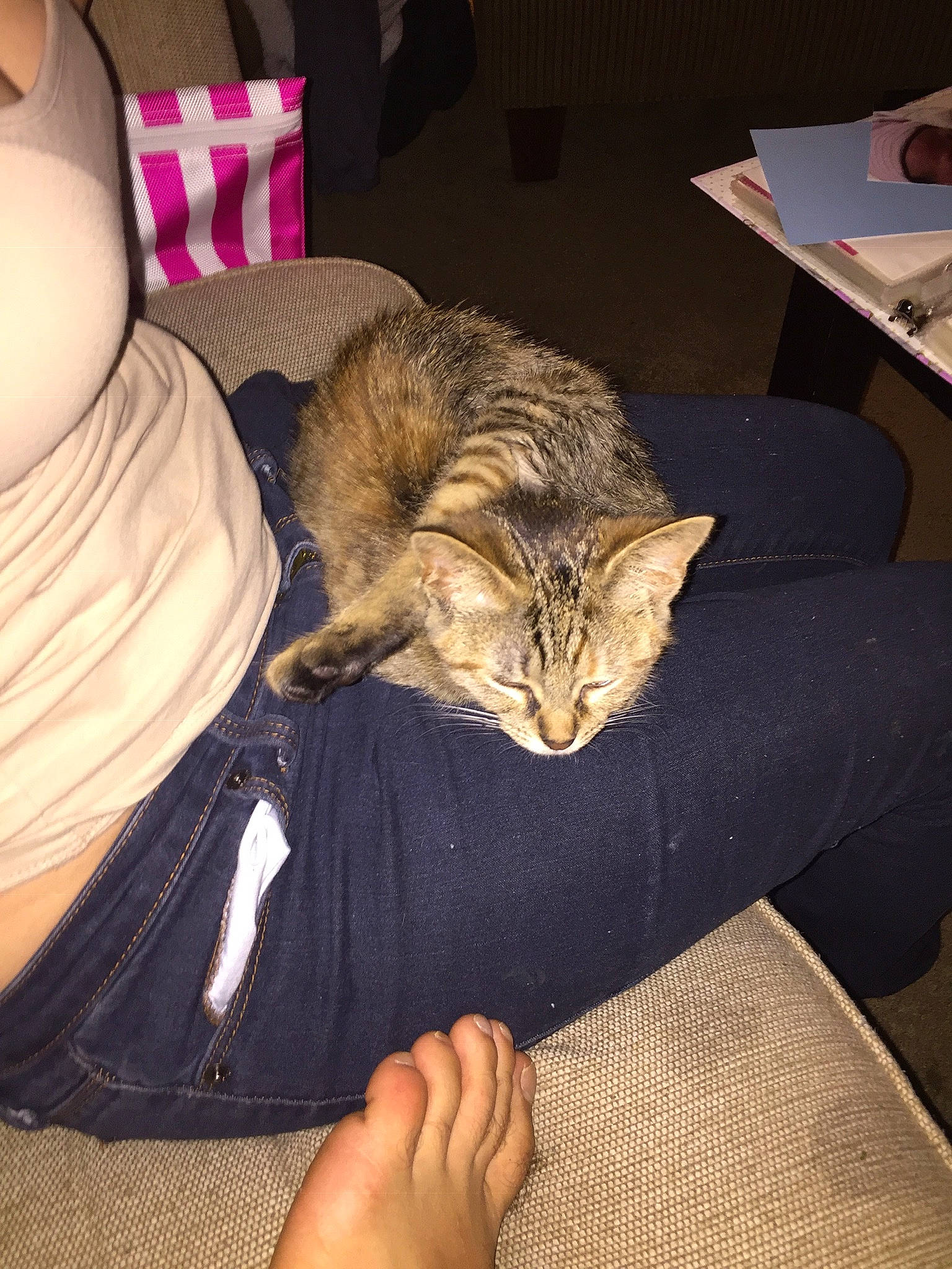 Buzz joined the competition — help win amazing prizes! carnivore, cat, child, claw, comfort, couch, domestic_short_haired_cat, felidae, fur, human_leg, lap, linens, nail, nap, paw, room, sitting, small_to_medium_sized_cats, tail, whiskers