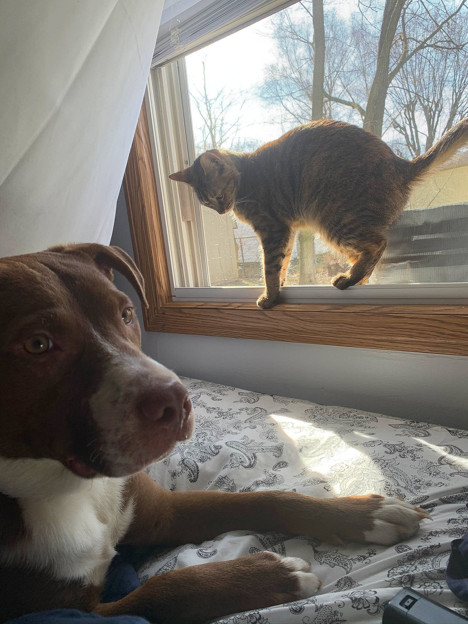 Rowdy is registered to the contest to win money with this photo: carnivore, cat, companion_dog, dog, dog_breed, domestic_short_haired_cat, fawn, felidae, fur, light, mammal, small_to_medium_sized_cats, snout, sunlight, tail, tree, vertebrate, whiskers, window, wood