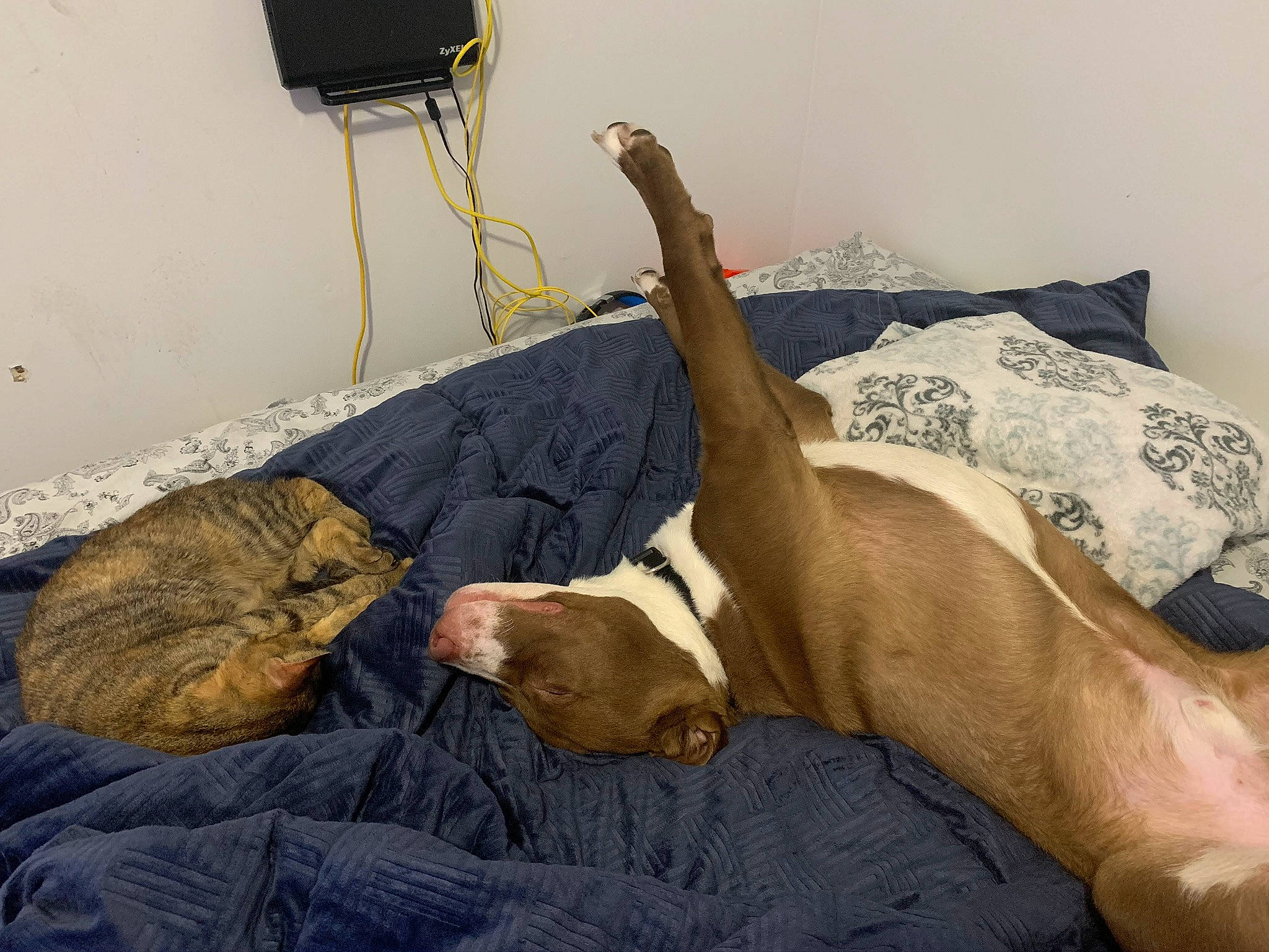 Rowdy joined the competition — help win amazing prizes! bed, bedding, canidae, carnivore, comfort, companion_dog, dog, dog_breed, fawn, felidae, fur, human_leg, leg, linens, room, small_to_medium_sized_cats, sporting_group, tail, wood, working_animal