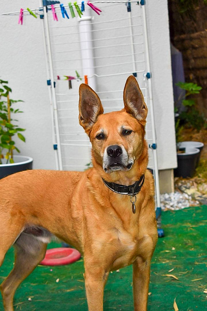 Lewis participe au concours pour gagner de l'argent avec cette photo : canidae, carnivore, collar, companion_dog, dog, dog_breed, dog_collar, dog_supply, fawn, flowerpot, houseplant, liver, non_sporting_group, plant, snout, sporting_group, tail, whiskers, working_animal, working_dog