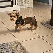 Rifle joined the competition — help win amazing prizes! animal, baby_gate, blurry, brown_dog, curious, dog, ears, floor, fur, furniture, harness, home_interior, indoor, pet, rug, small_dog, staircase, tail, tile_floor, walking