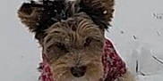 Rifle joined the competition — help win amazing prizes! active, adorable, animal, canine, cold, cute, dog, fluffy, frozen, fur, mammal, outdoor, pet, playful, red_sweater, small_dog, snow, snowy_ground, walking, winter