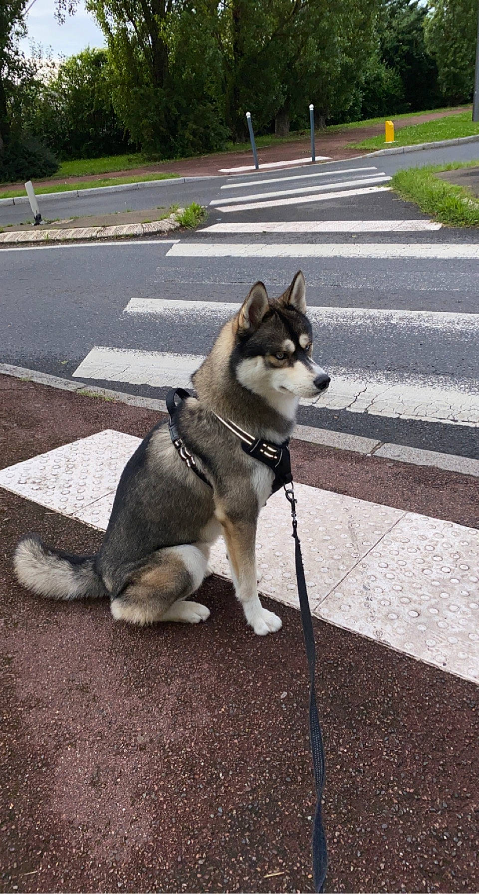 Phalco participe au concours pour gagner de l'argent avec cette photo : asphalt, carnivore, collar, companion_dog, dog, dog_breed, fawn, grass, grey, leash, pet_supply, plant, road_surface, sidewalk, small_to_medium_sized_cats, snout, sporting_group, tail, tree, working_animal