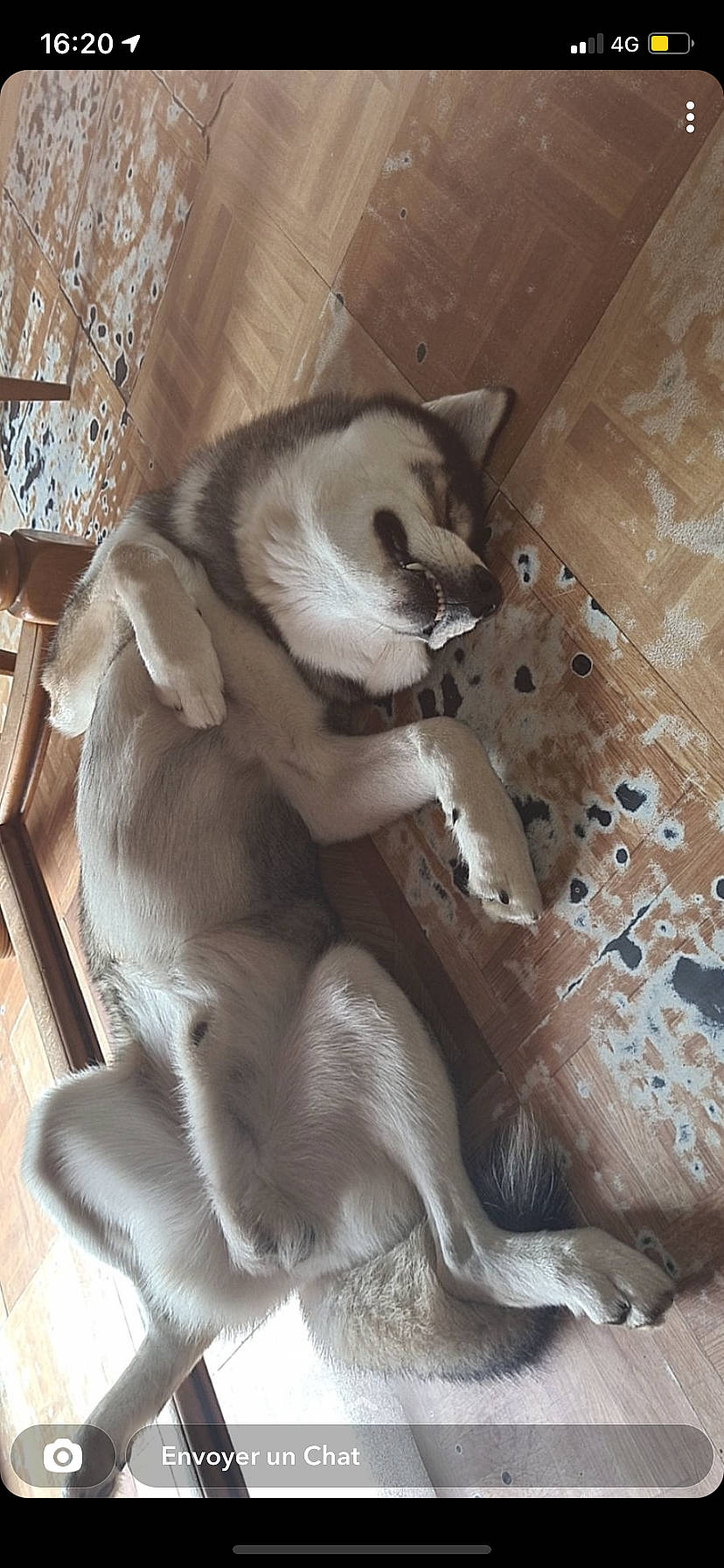 Phalco participe au concours pour gagner de l'argent avec cette photo : carnivore, cat, cat_supply, claw, comfort, companion_dog, dog_breed, domestic_short_haired_cat, fawn, felidae, fur, hardwood, nap, paw, small_to_medium_sized_cats, tail, terrestrial_animal, whiskers, wood