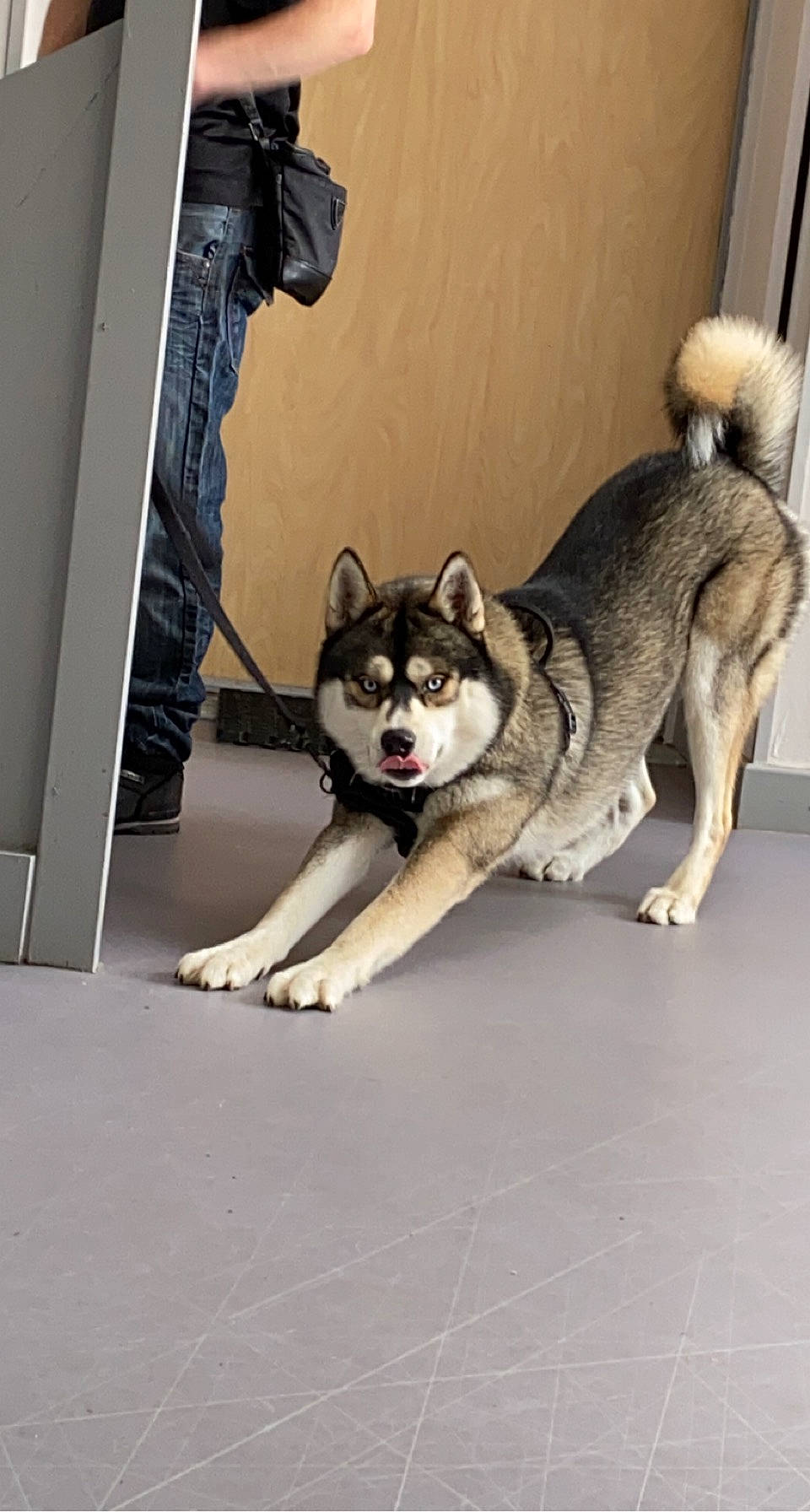 Phalco participe au concours pour gagner de l'argent avec cette photo : camera, camera_lens, canis, carnivore, companion_dog, dog, dog_breed, felidae, flooring, fur, grey, recreation, single_lens_reflex_camera, sled_dog, small_to_medium_sized_cats, snout, tail, tripod, whiskers, working_animal