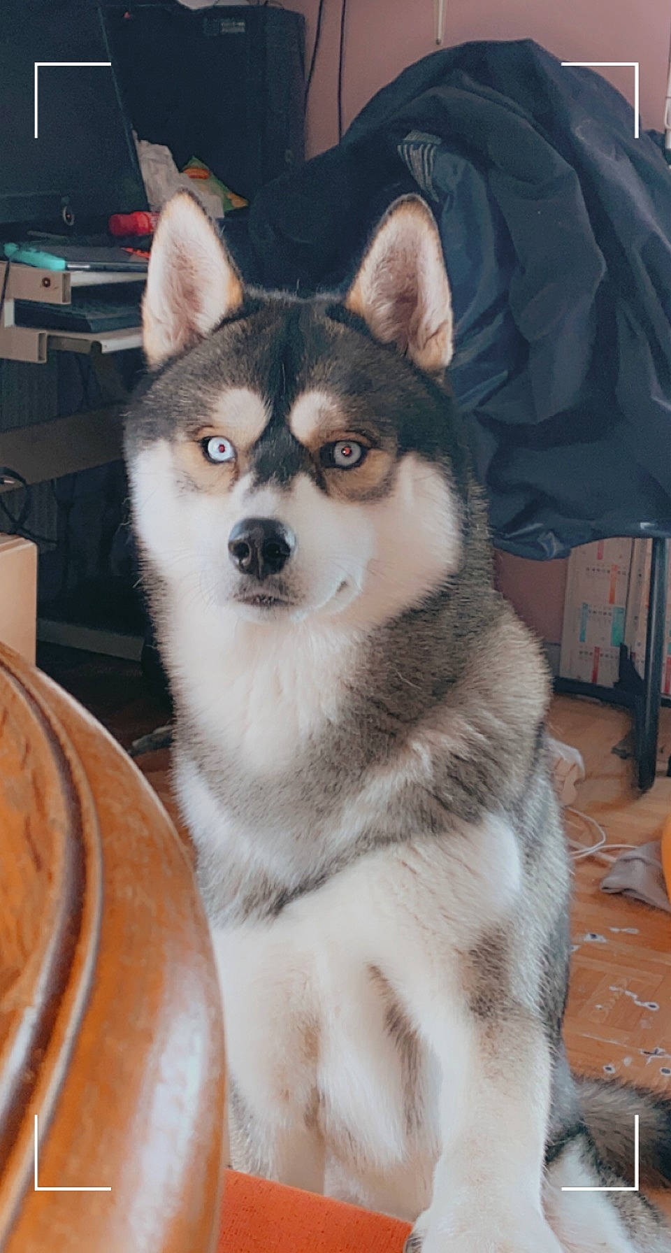 Phalco participe au concours pour gagner de l'argent avec cette photo : ancient_dog_breeds, canis, carnivore, chair, collar, companion_dog, dog, dog_breed, fur, plate, platter, serveware, siberian_husky, sled_dog, snout, tableware, terrestrial_animal, whiskers, working_animal, working_dog
