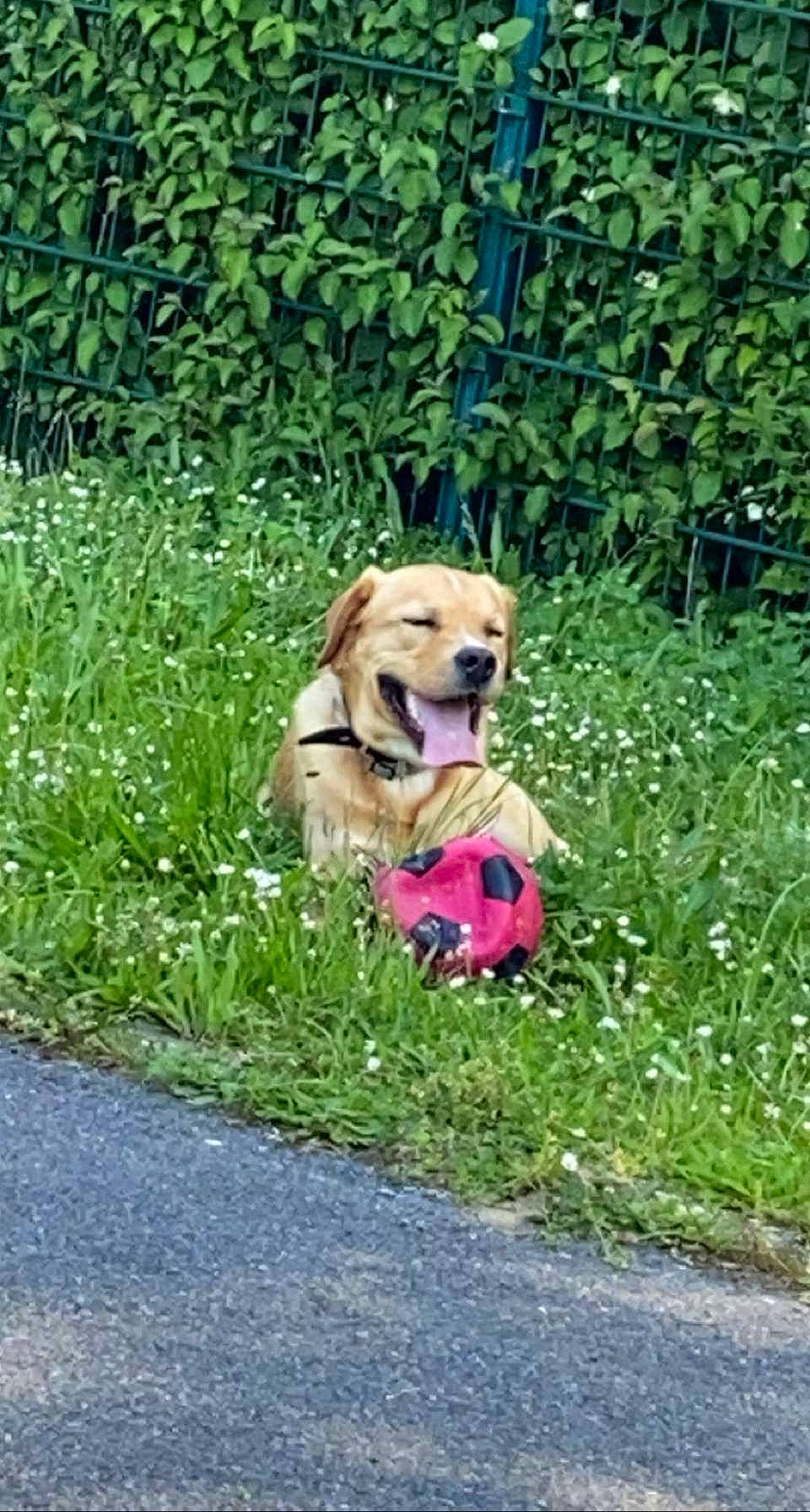 Rox a rejoint le concours — aidez-le/la à gagner de superbes lots ! asphalt, carnivore, collar, companion_dog, dog, dog_breed, dog_collar, dog_supply, fawn, grass, grass_family, groundcover, lawn, leash, pet_supply, plant, road_surface, shrub, snout, tail