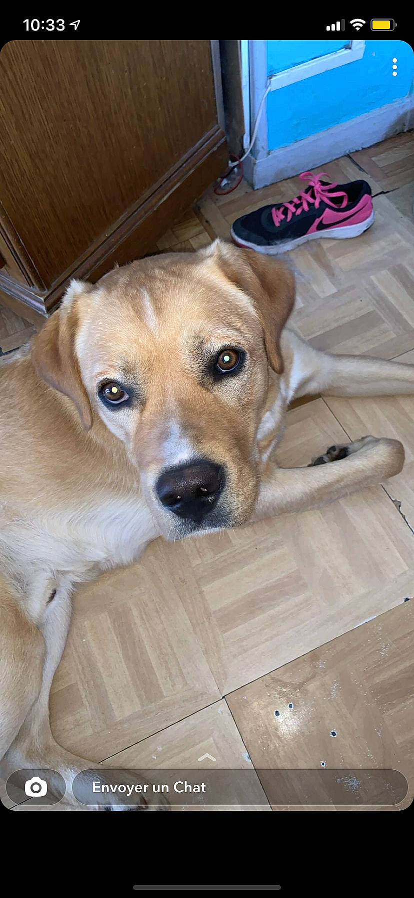 Rox participe au concours pour gagner de l'argent avec cette photo : carnivore, collar, companion_dog, dog, dog_breed, dog_supply, fawn, flooring, fur, hardwood, paw, pet_supply, plank, snout, sporting_group, varnish, whiskers, wood, wood_stain, working_animal