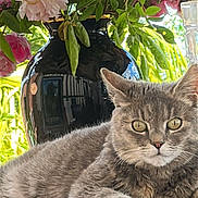 Love participe au concours pour gagner de l'argent avec cette photo : cat, gray_cat, flower_vase, pink_flowers, green_leaves, wooden_surface, indoor, close_up, pet, feline, relaxed, fluffy, nature, decor, still_life, animal_portrait, plant, houseplant, domestic_animal, table