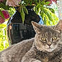animal_portrait, cat, close_up, decor, domestic_animal, feline, flower_vase, fluffy, gray_cat, green_leaves, houseplant, indoor, nature, pet, pink_flowers, plant, relaxed, still_life, table, wooden_surface