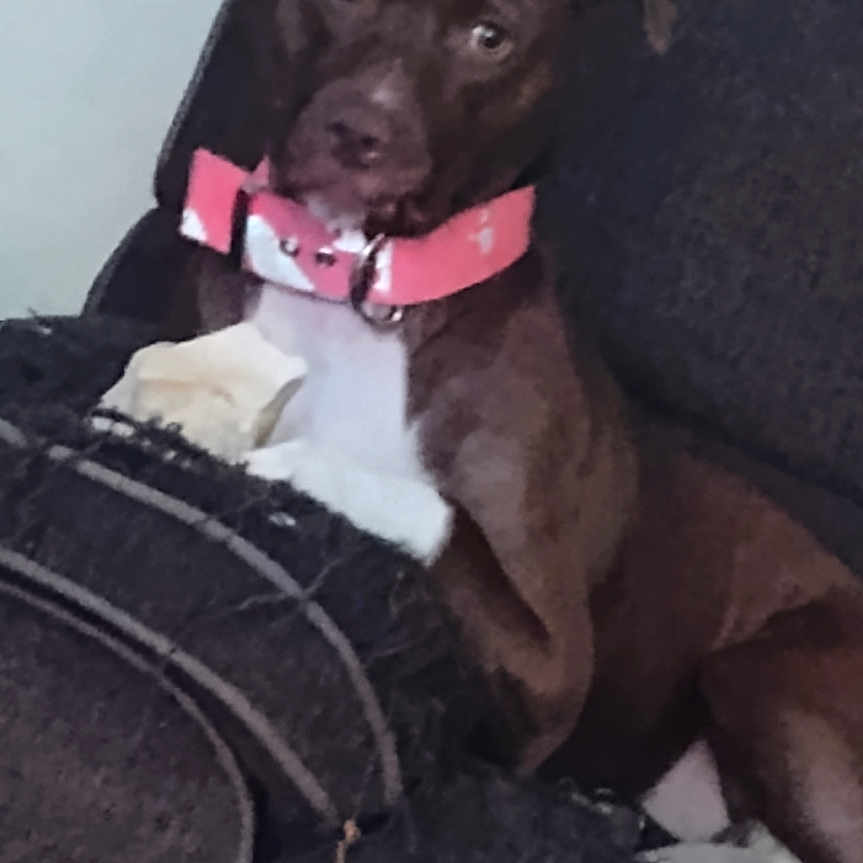Piper joined the competition — help win amazing prizes! animal, bone, brown_dog, canine, companion, couch, cozy, curious, cute, dog, domestic, furniture, household, indoor, looking, lying_down, pet, pink_collar, relaxed, resting