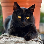 Petit Noir a rejoint le concours — aidez-le/la à gagner de superbes lots ! black_cat, cat, animal, pet, yellow_eyes, feline, outdoor, terracotta_pot, stone_surface, close_up, portrait, whiskers, relaxed, lying_down, nature, blurred_background, daylight, curious, mammal, domestic_animal