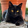 black_cat, cat, animal, pet, yellow_eyes, feline, outdoor, terracotta_pot, stone_surface, close_up, portrait, whiskers, relaxed, lying_down, nature, blurred_background, daylight, curious, mammal, domestic_animal
