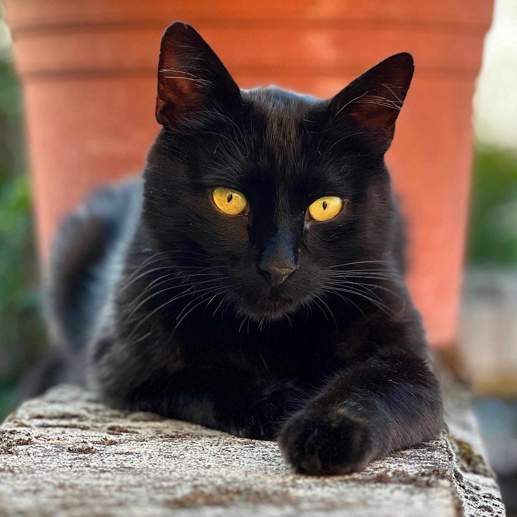 Petit Noir a rejoint le concours — aidez-le/la à gagner de superbes lots ! animal, black_cat, blurred_background, cat, close_up, curious, daylight, domestic_animal, feline, lying_down, mammal, nature, outdoor, pet, portrait, relaxed, stone_surface, terracotta_pot, whiskers, yellow_eyes