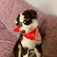 Tucker is registered to the contest to win money with this photo: dog, puppy, sunglasses, bandana, red_bandana, couch, indoor, pet, animal, black_and_white, brown, white, fur, sitting, cute, fashion, accessory, relaxing, home, portrait