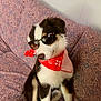 dog, puppy, sunglasses, bandana, red_bandana, couch, indoor, pet, animal, black_and_white, brown, white, fur, sitting, cute, fashion, accessory, relaxing, home, portrait