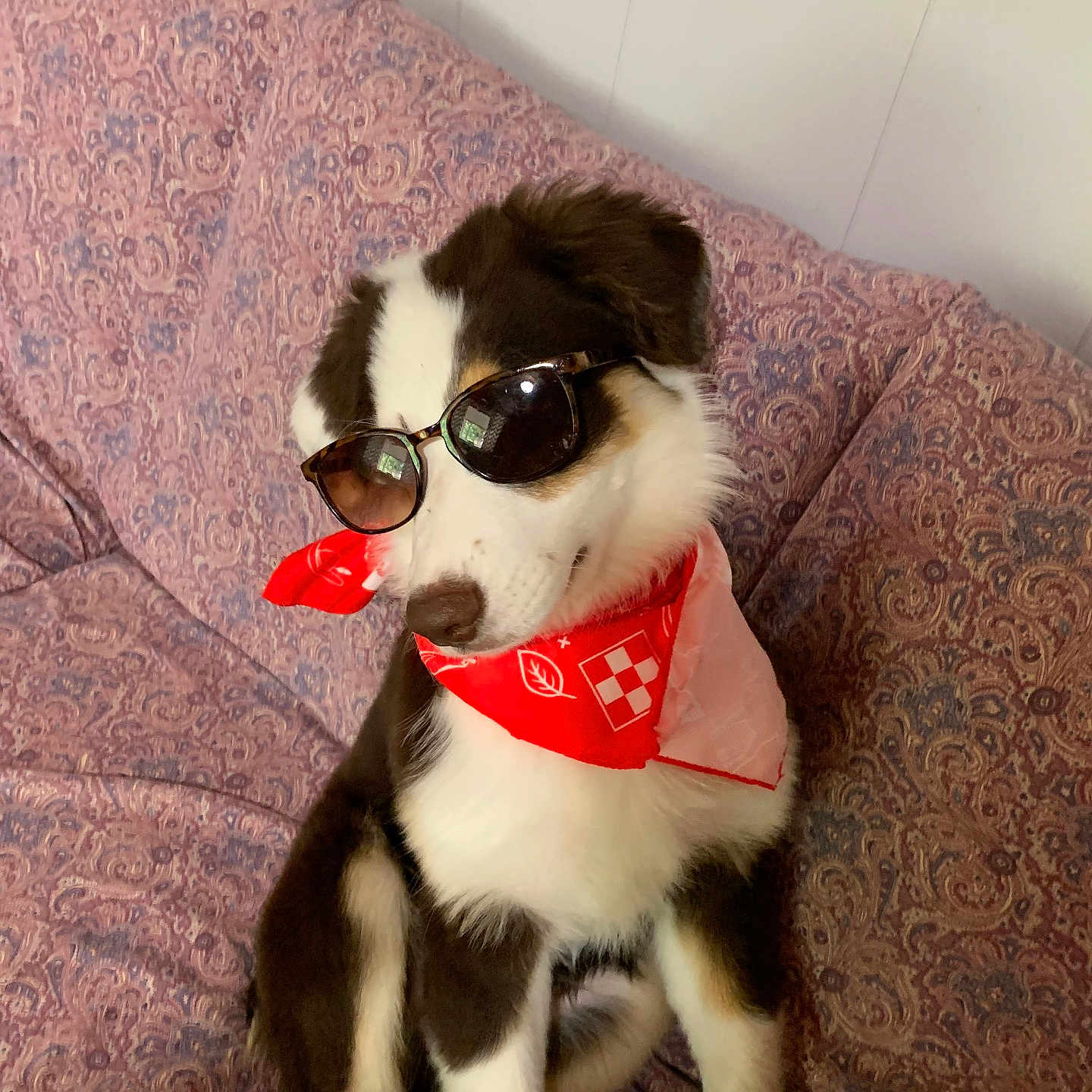 Tucker is registered to the contest to win money with this photo: accessory, animal, bandana, black_and_white, brown, couch, cute, dog, fashion, fur, home, indoor, pet, portrait, puppy, red_bandana, relaxing, sitting, sunglasses, white