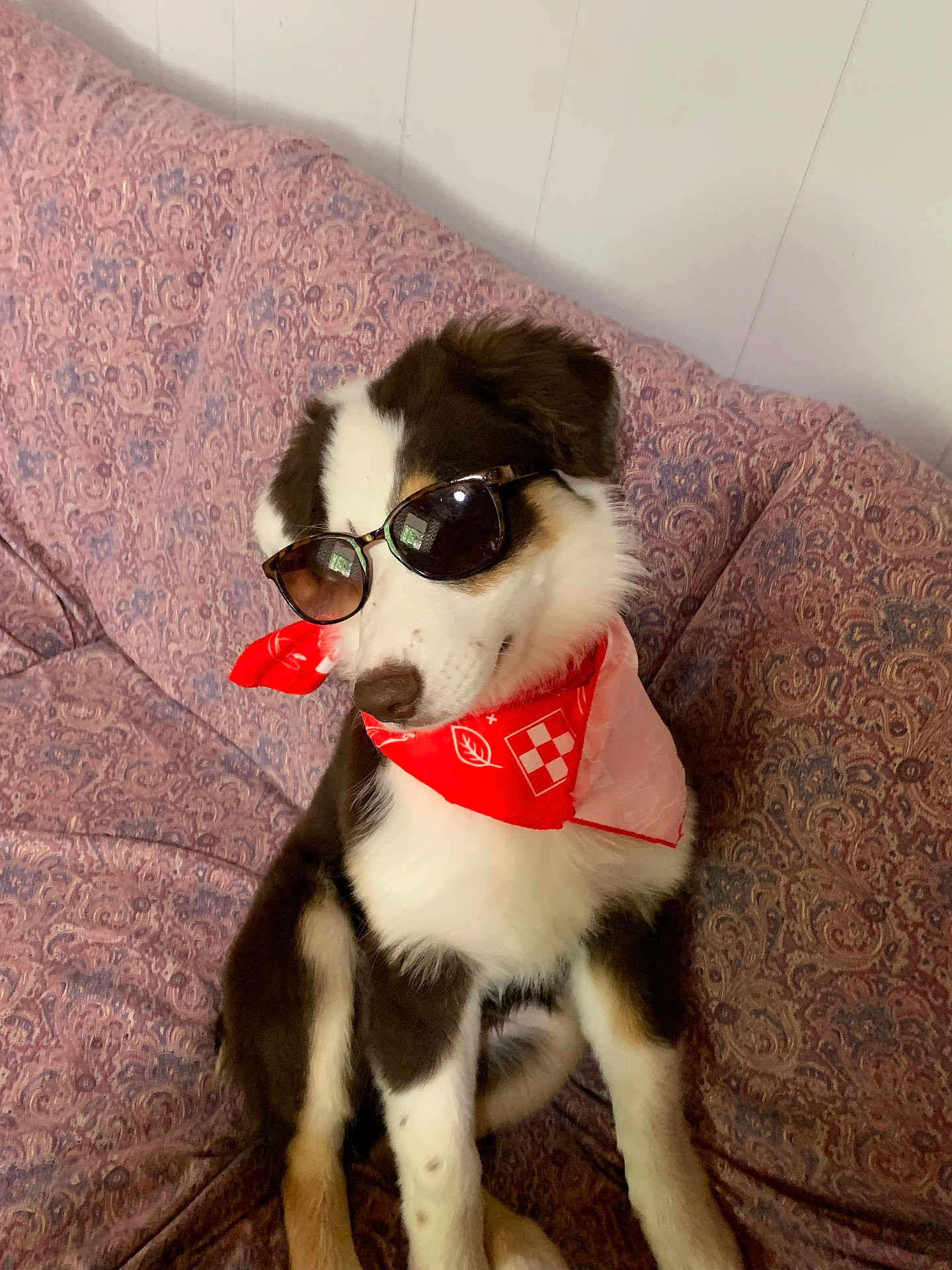 Tucker is registered to the contest to win money with this photo: dog, puppy, sunglasses, bandana, red_bandana, couch, indoor, pet, animal, black_and_white, brown, white, fur, sitting, cute, fashion, accessory, relaxing, home, portrait