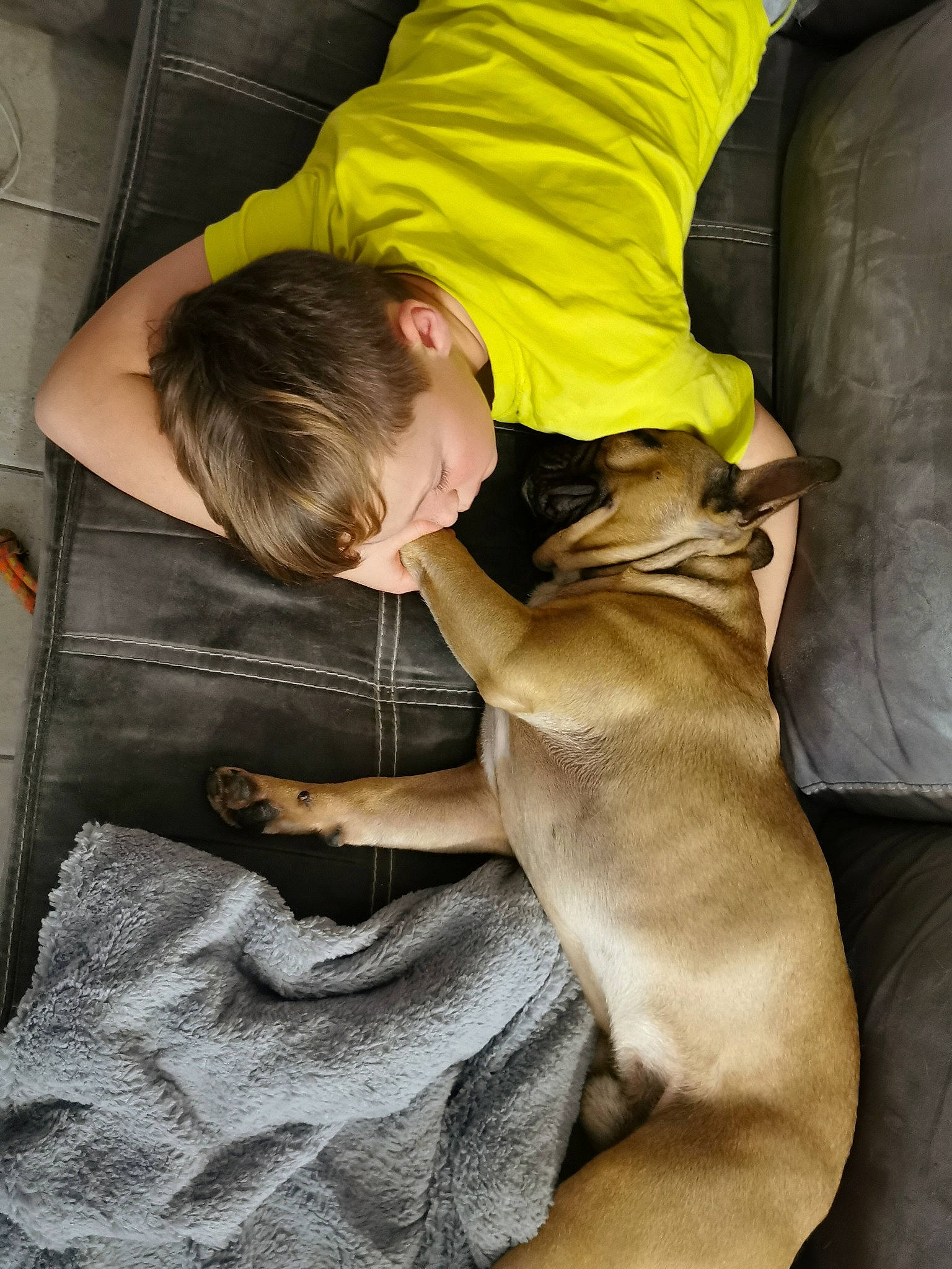 Oxo participe au concours pour gagner de l'argent avec cette photo : boerboel, bullmastiff, canidae, carnivore, dog, dog_breed, fawn, non_sporting_group, sporting_group