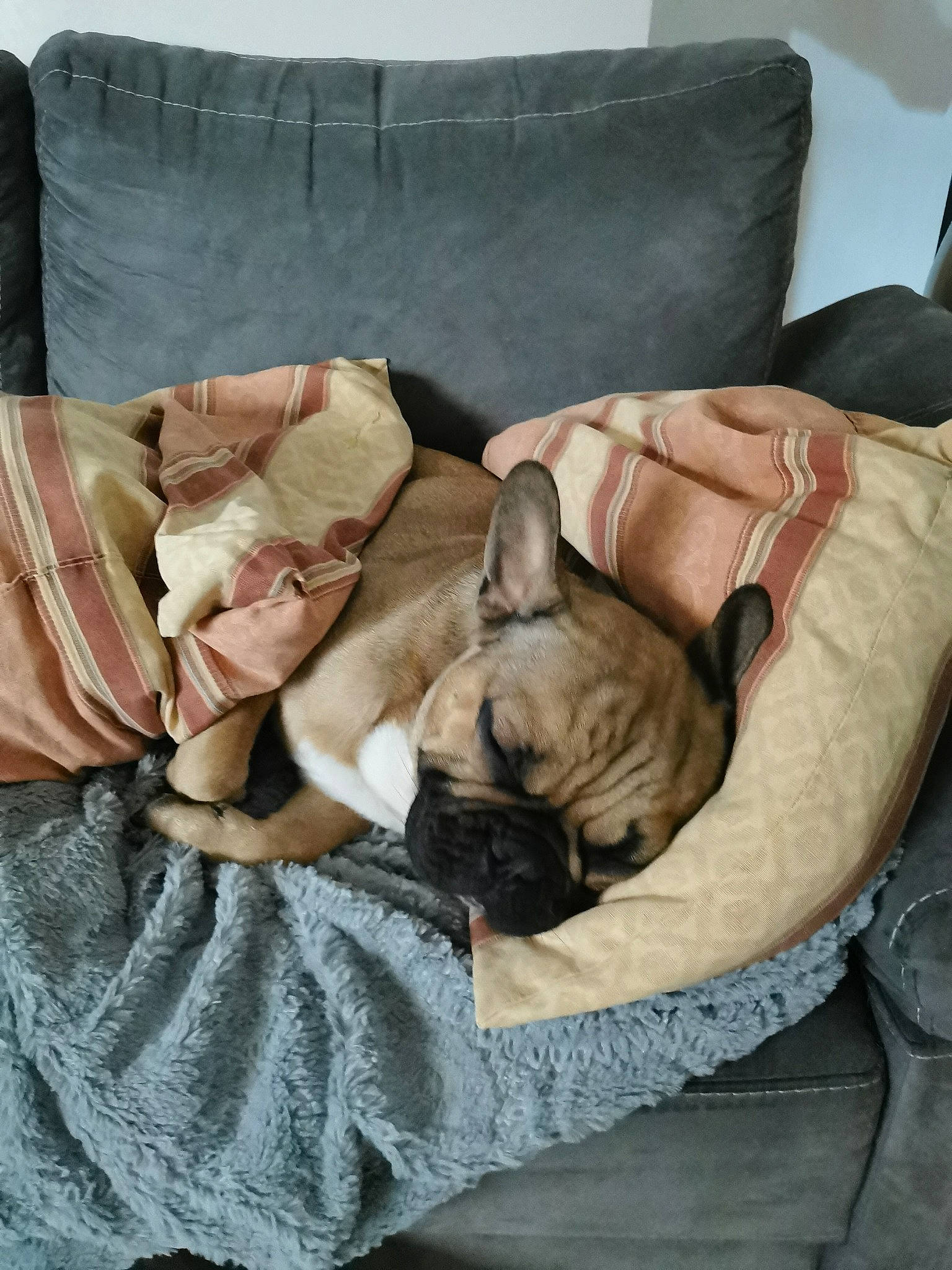 Oxo participe au concours pour gagner de l'argent avec cette photo : bulldog, canidae, carnivore, cat, comfort, companion_dog, couch, dog, dog_breed, fawn, french_bulldog, kitten, nap, non_sporting_group, pug, puppy, toy_dog