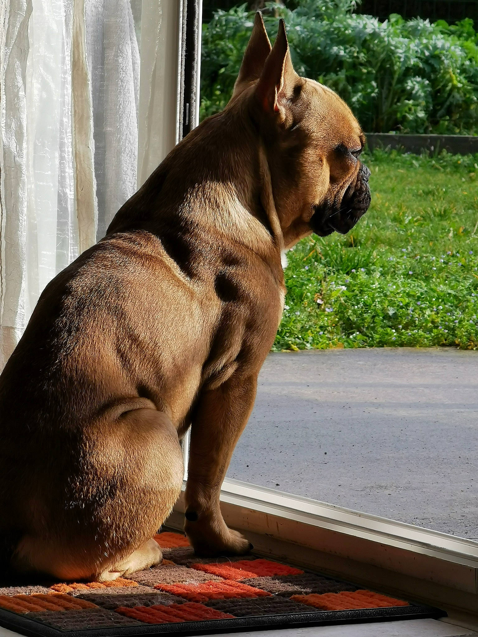 Oxo participe au concours pour gagner de l'argent avec cette photo : ancient_dog_breeds, boston_terrier, bulldog, canidae, carnivore, companion_dog, dog, dog_breed, fawn, french_bulldog, mammal, non_sporting_group, old_english_bulldog, olde_english_bulldogge, snout, toy_bulldog, vertebrate