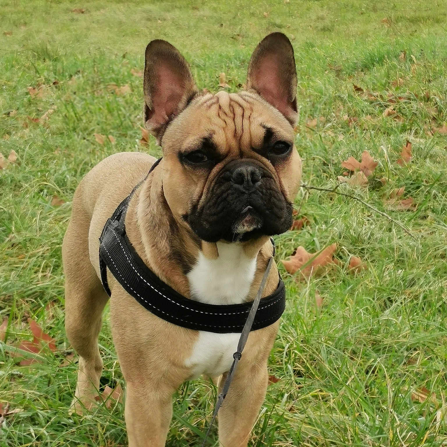 Oxo