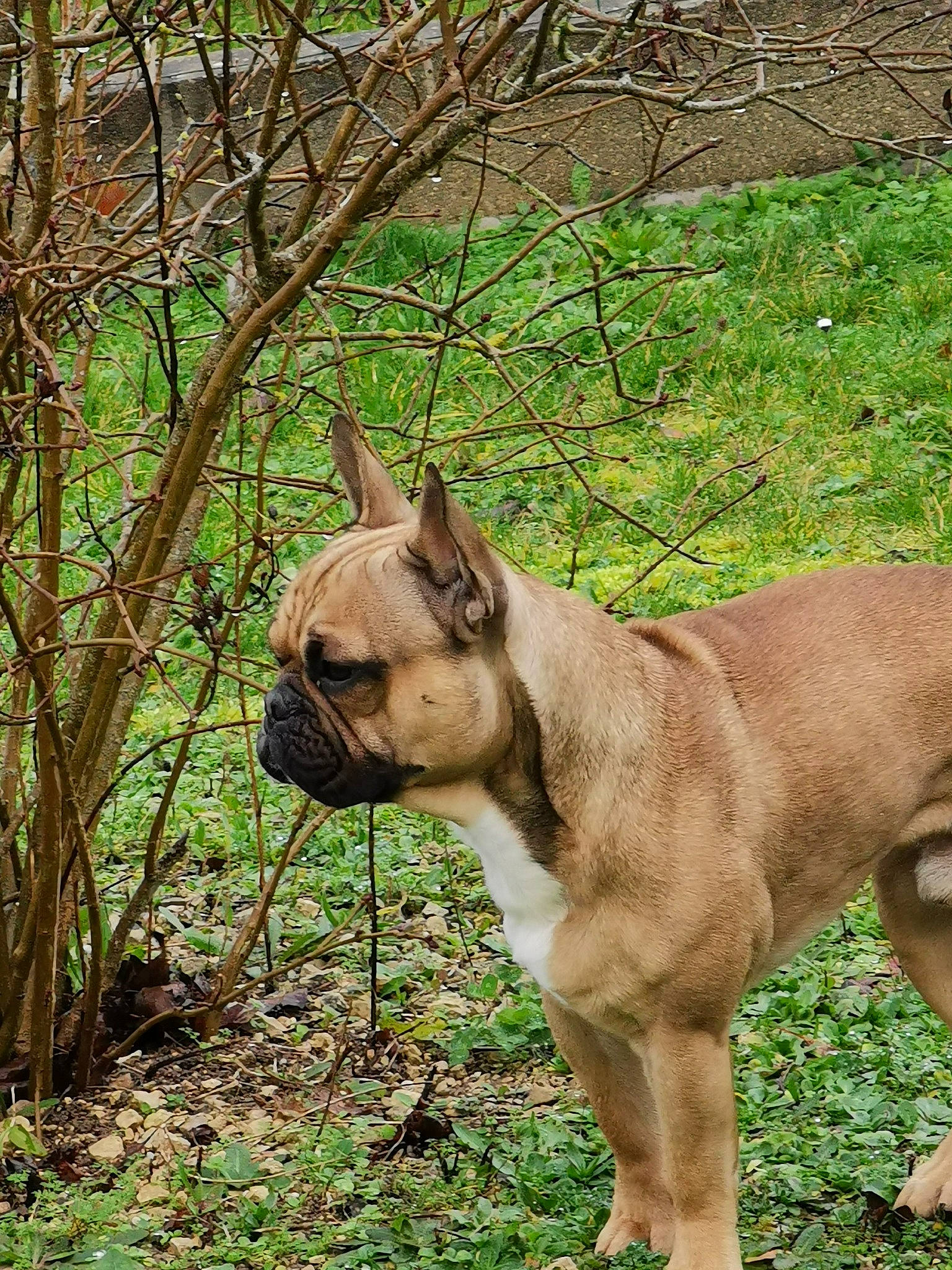 Oxo a rejoint le concours — aidez-le/la à gagner de superbes lots ! bulldog, canidae, carnivore, companion_dog, dog, dog_breed, fawn, french_bulldog, grass, mammal, molosser, non_sporting_group, old_english_bulldog, olde_english_bulldogge, plant, rare_breed_dog, snout, tree, vertebrate, wildlife