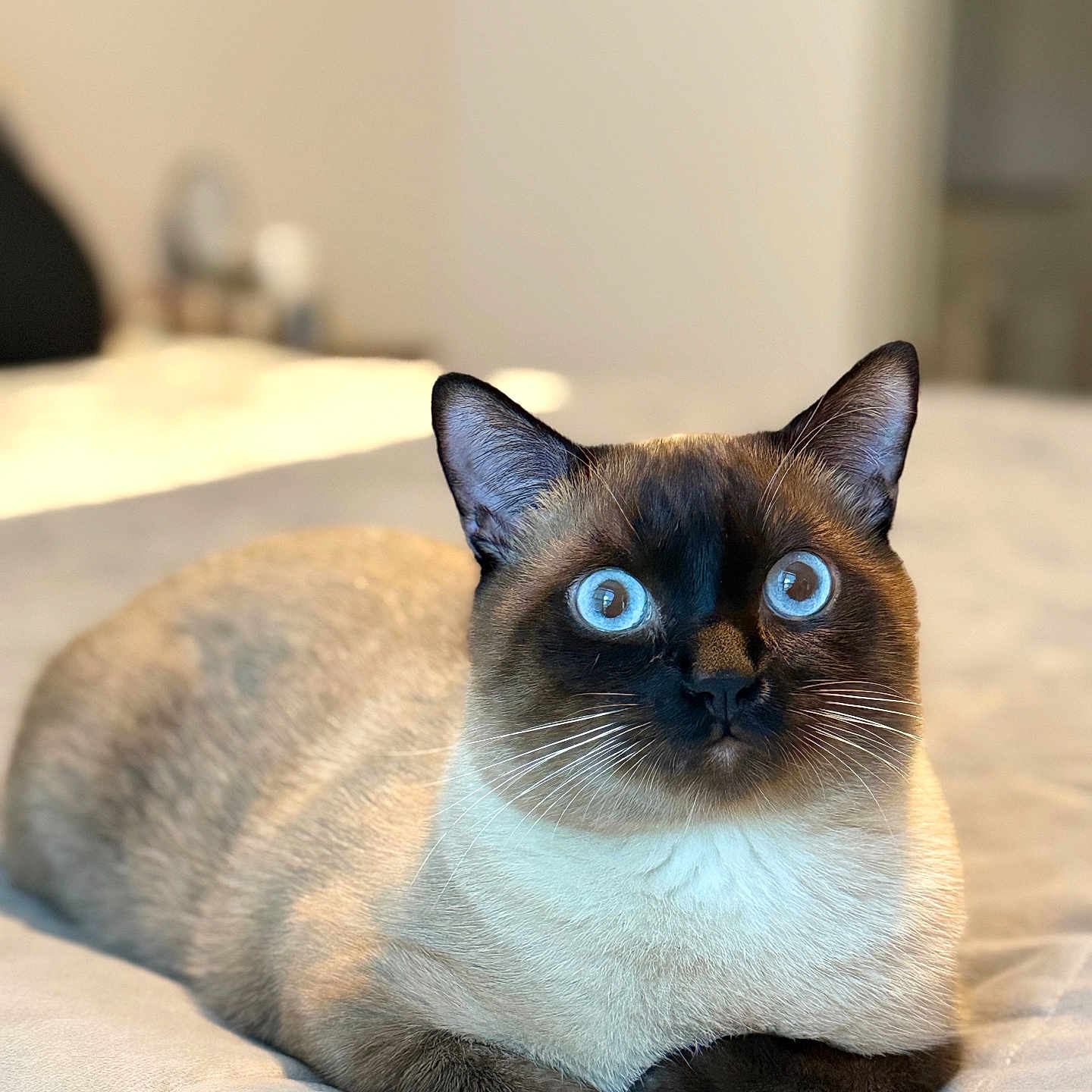Loui joined the competition — help win amazing prizes! animal, bed, blanket, blue_eyes, cat, closeup, cozy, cute, domestic_animal, ears, feline, fur, indoor, mammal, pet, portrait, resting, siamese_cat, soft_light, whiskers