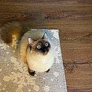 Luna joined the competition — help win amazing prizes! cat, fluffy, blue_eyes, sitting, rug, wooden_floor, indoor, pet, fur, curious, wide_eyes, animal, domestic, cute, whiskers, tail, looking_up, cozy, home, surprised