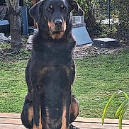 Naya a rejoint le concours — aidez-le/la à gagner de superbes lots ! dog, sitting, outdoor, garden, tree, grass, pet, wooden_deck, black_dog, tan_markings, canine, animal, nature, yard, calm, portrait, daylight, fence, plant, background