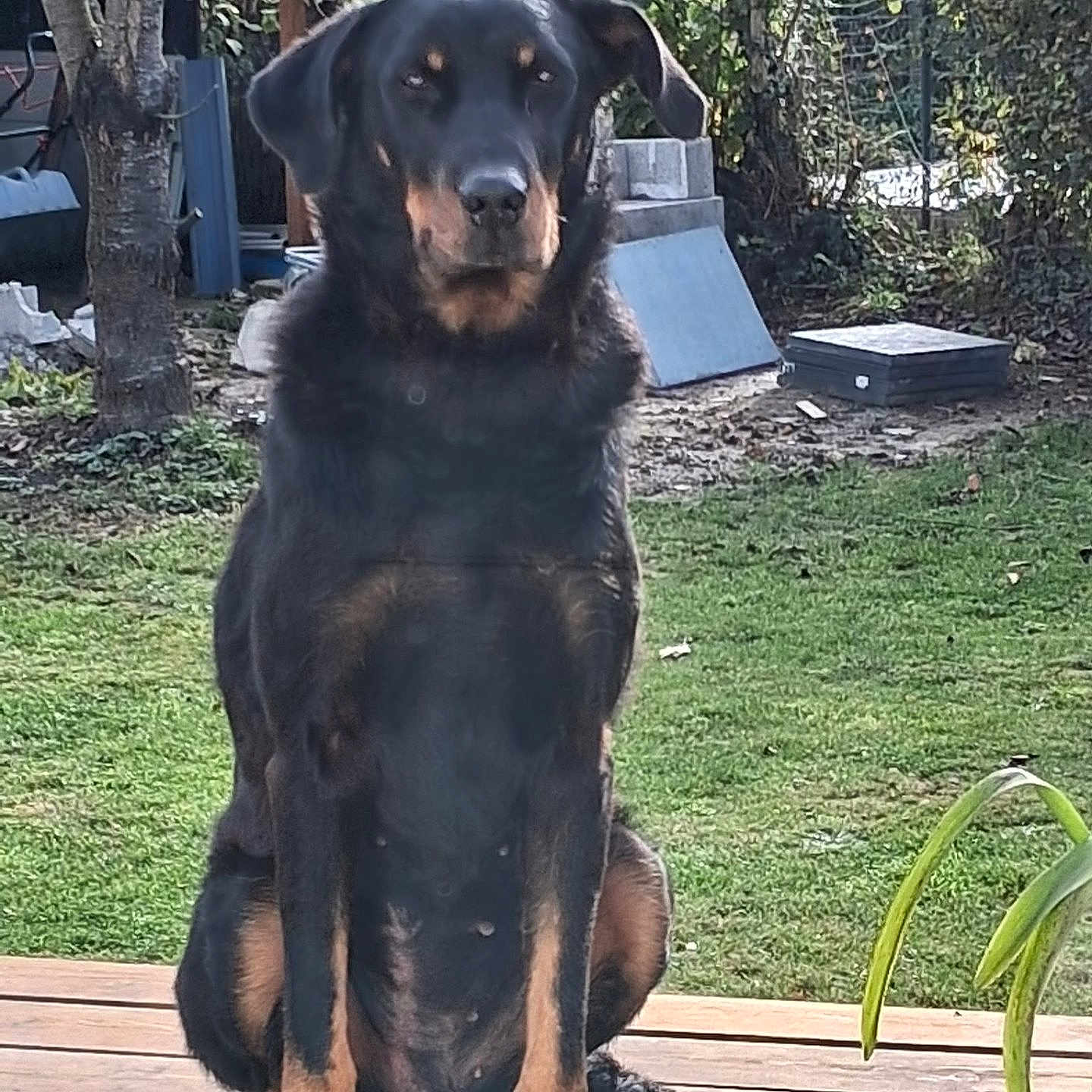 Naya a rejoint le concours — aidez-le/la à gagner de superbes lots ! dog, sitting, outdoor, garden, tree, grass, pet, wooden_deck, black_dog, tan_markings, canine, animal, nature, yard, calm, portrait, daylight, fence, plant, background