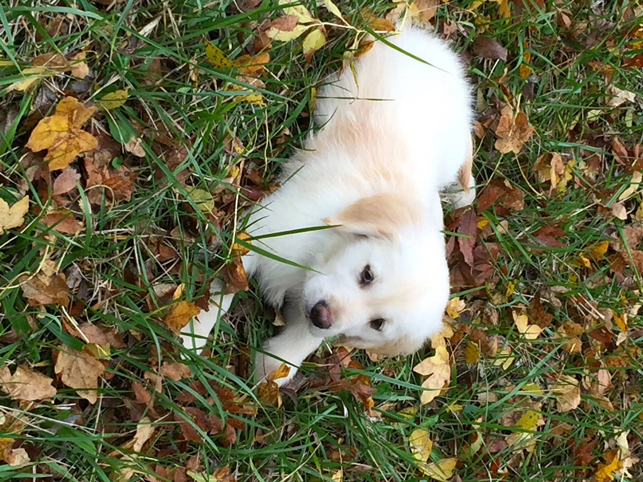 Otcho participe au concours pour gagner de l'argent avec cette photo : canidae, carnivore, companion_dog, dog, dog_breed, fawn, fur, grass, non_sporting_group, plant, sporting_group, tail, terrestrial_animal, toy_dog, tree