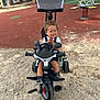 Leeroy participe au concours pour gagner de l'argent avec cette photo : toddler, child, tricycle, playground, clapping, smiling, outdoor, sand, gravel, play_equipment, graffiti, wall_art, toy, seat, handlebars, footwear, shorts, white_shirt, happy, summer