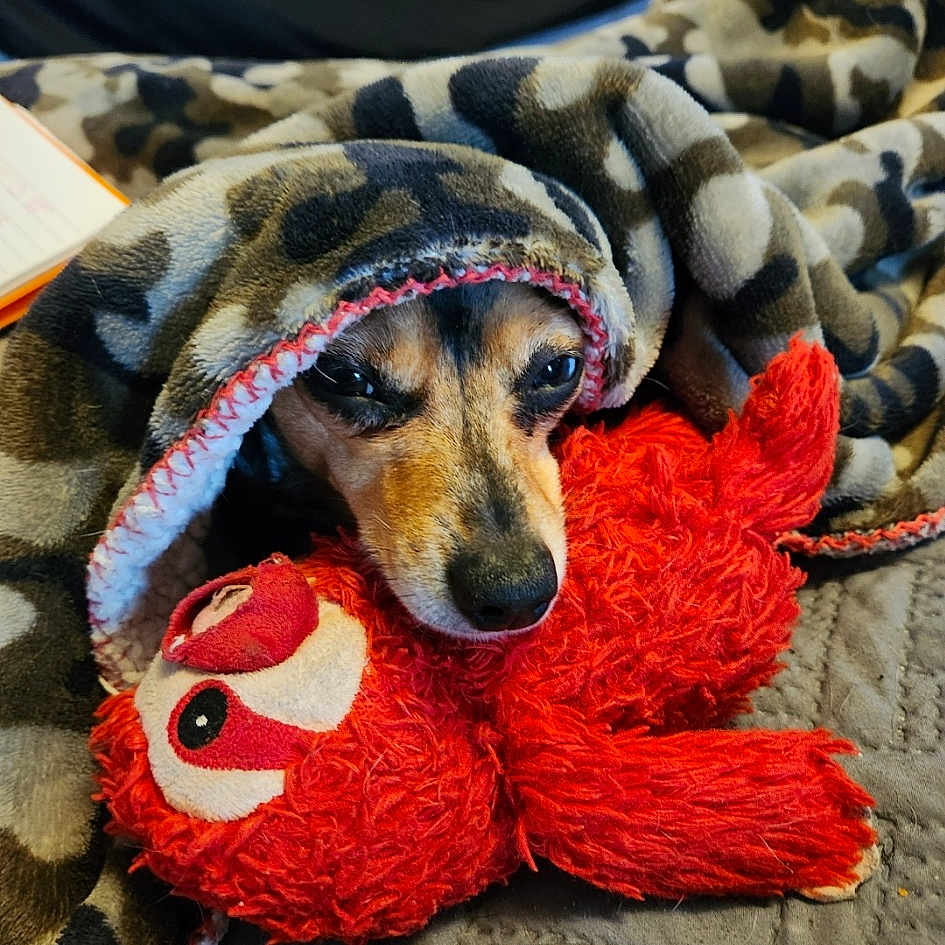 Cheech is registered to the contest to win money with this photo: art, canidae, carmine, carnivore, companion_dog, dog, dog_breed, dog_supply, fawn, flooring, fur, linens, pattern, plush, snout, stuffed_toy, toy, wool, woolen, working_animal