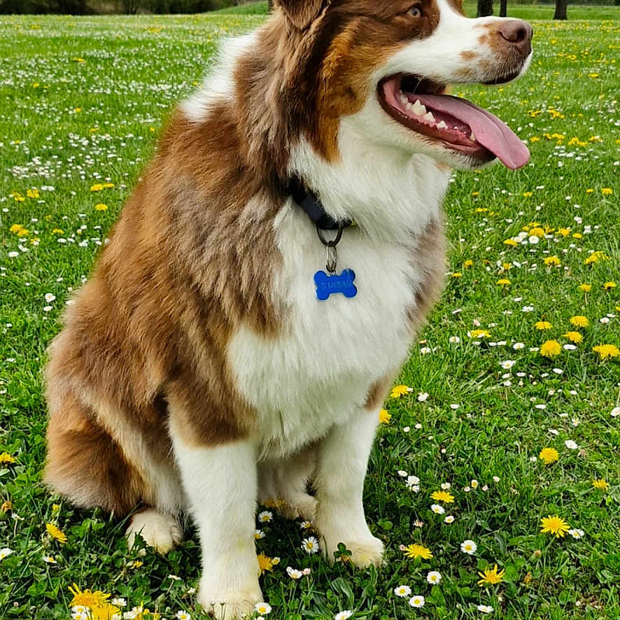 Wall-E a rejoint le concours — aidez-le/la à gagner de superbes lots ! animal, canine, countryside, dog, field, flower, grass, grassland, herbal, lawn, meadow, nature, outdoors, park, pet, plant, puppy, rural, tree, vegetation