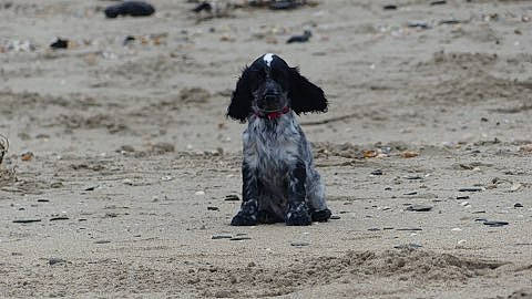 Tiago participe au concours pour gagner de l'argent avec cette photo : canidae, carnivore, companion_dog, dog, dog_breed, dog_supply, gun_dog, liver, non_sporting_group, poodle_crossbreed, small_terrier, snout, soil, spaniel, sporting_group, terrier, toy_dog, water_dog, working_animal