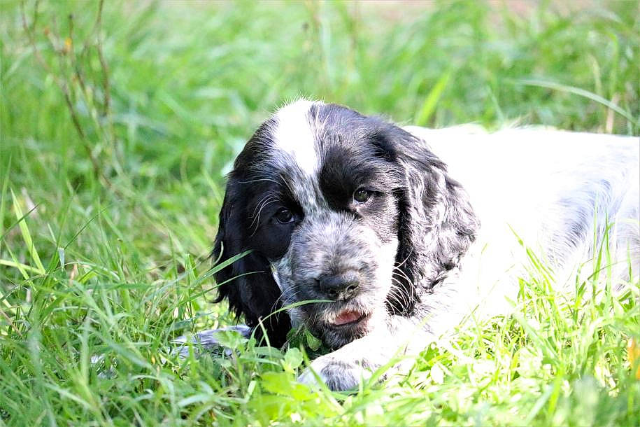 Tiago participe au concours pour gagner de l'argent avec cette photo : canidae, carnivore, companion_dog, dog, dog_breed, fur, grass, grassland, groundcover, gun_dog, herding_dog, plant, pointing_breed, prairie, spaniel, sporting_group, terrestrial_animal, whiskers, working_animal, working_dog