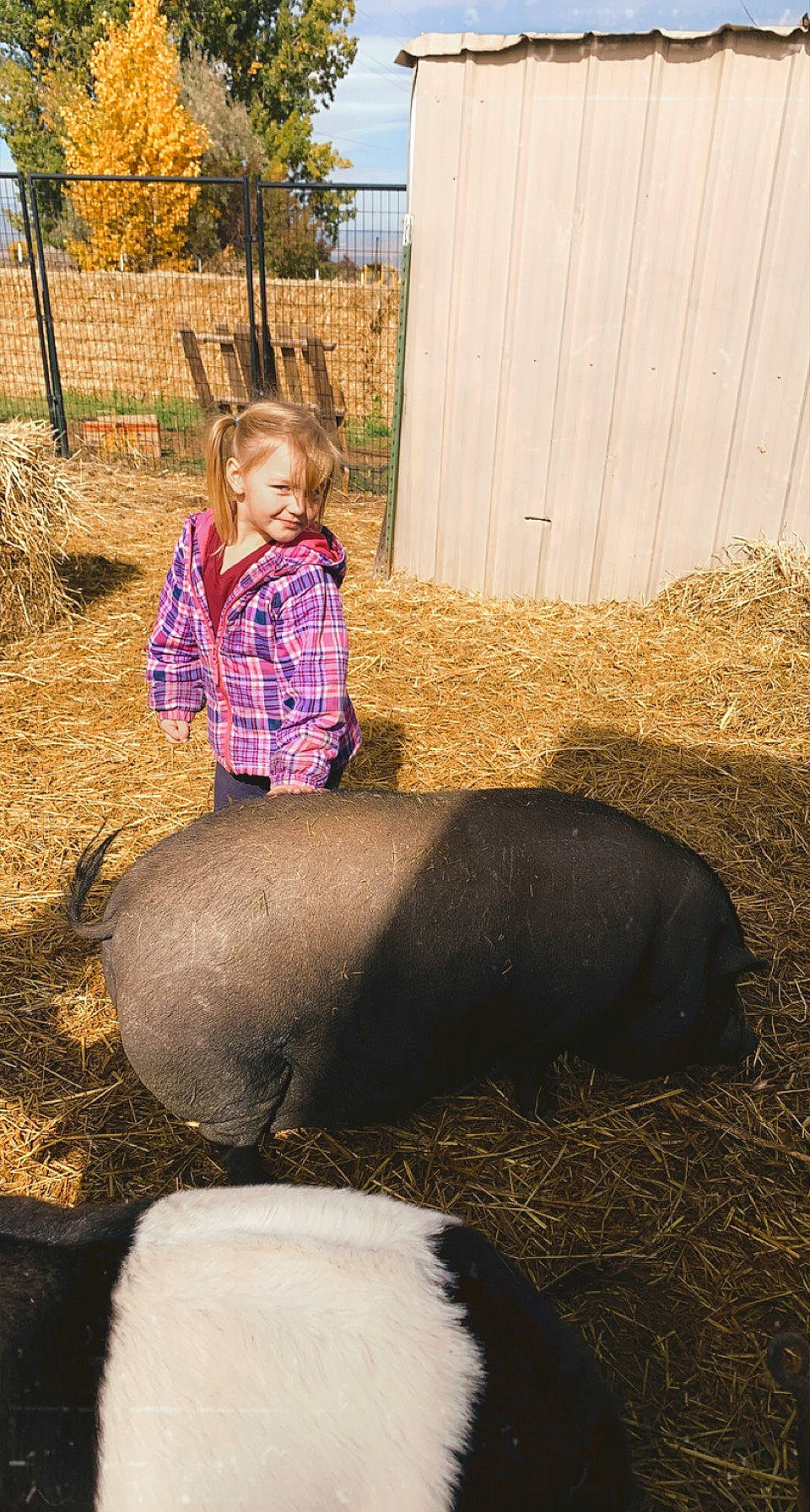 Baylee joined the competition — help win amazing prizes! bull, fun, fur, grass, grassland, hay, human_leg, landscape, leg, leisure, livestock, person, plant, sitting, snout, soil, straw, terrestrial_animal, toddler, tree