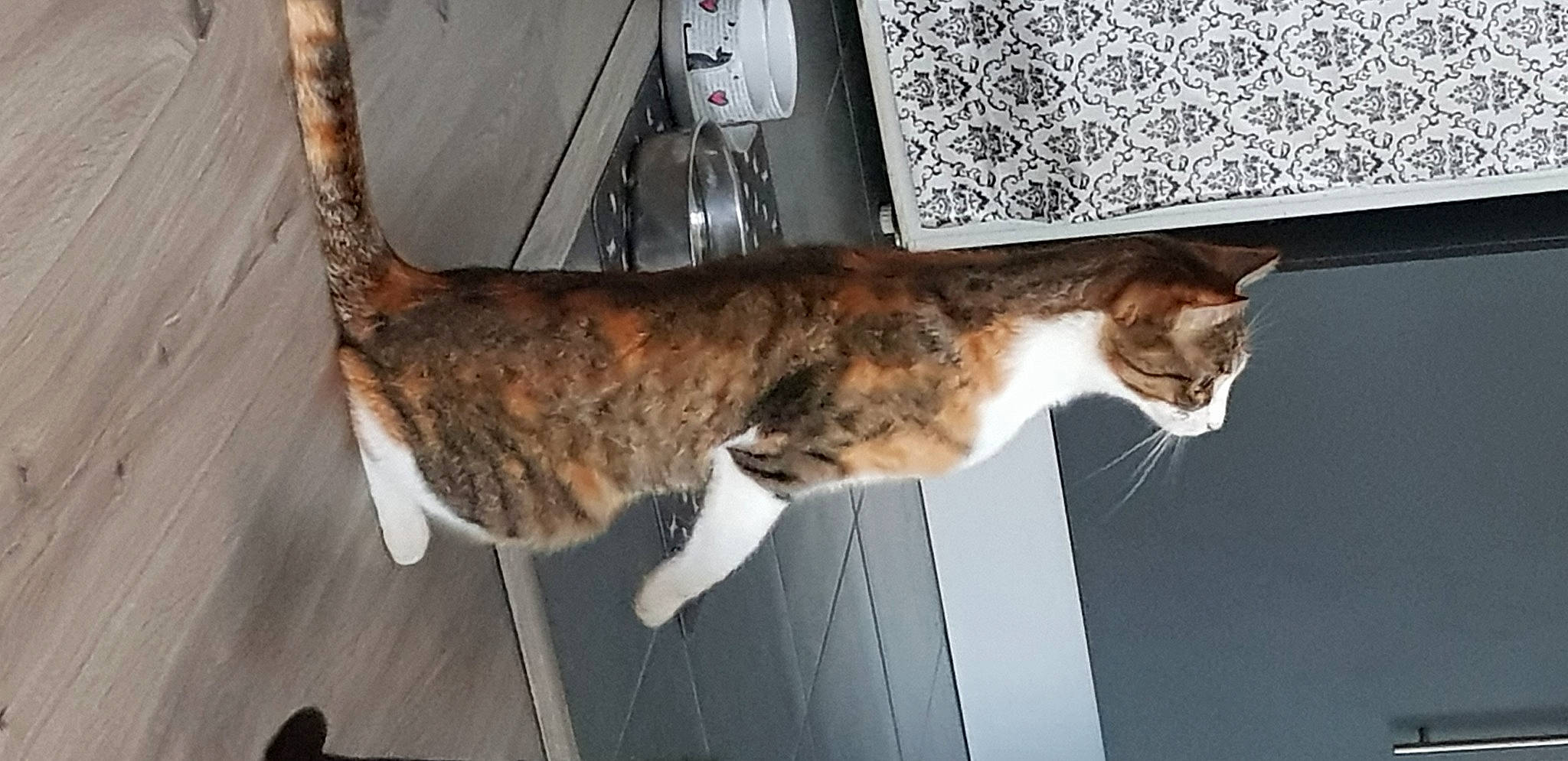 Myla participe au concours pour gagner de l'argent avec cette photo : aegean_cat, carnivore, cat, domestic_short_haired_cat, european_shorthair, felidae, kitten, mammal, small_to_medium_sized_cats, tabby_cat, tail, whiskers