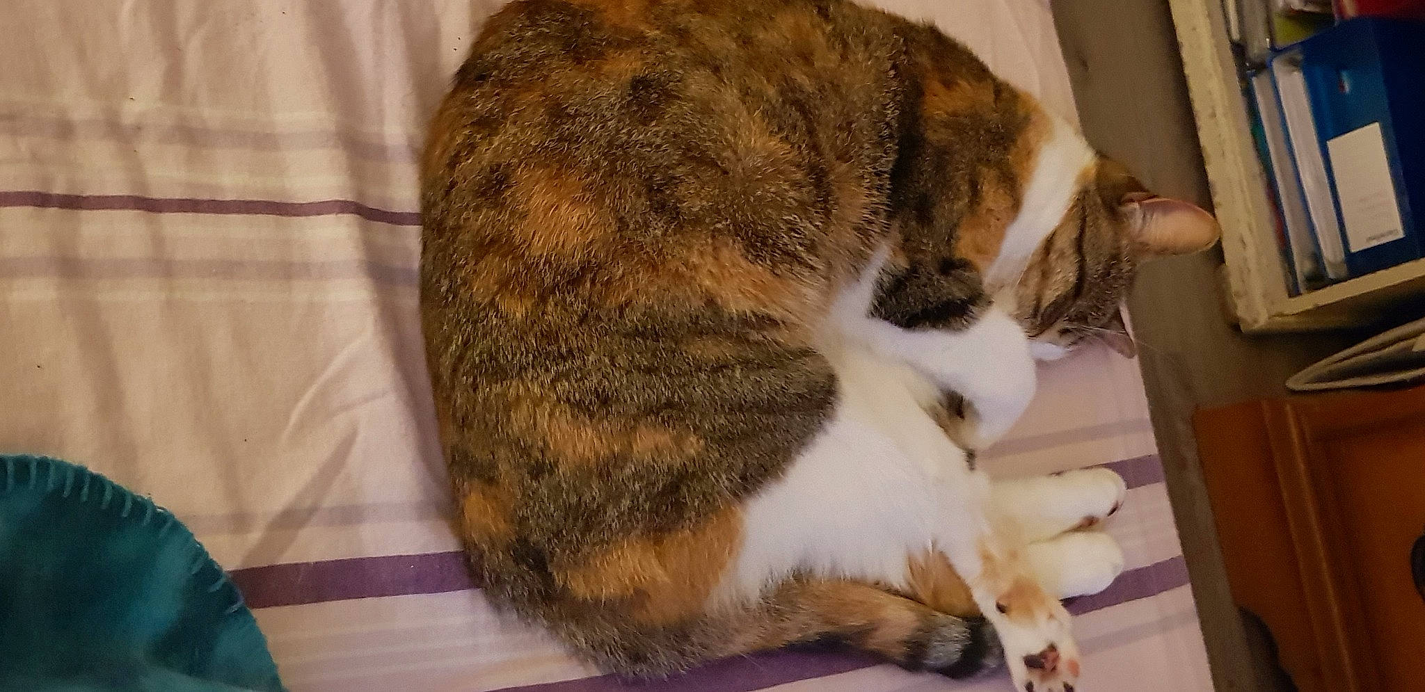 Myla a rejoint le concours — aidez-le/la à gagner de superbes lots ! carnivore, cat, domestic_short_haired_cat, european_shorthair, fawn, felidae, fur, small_to_medium_sized_cats, tabby_cat, tail, whiskers