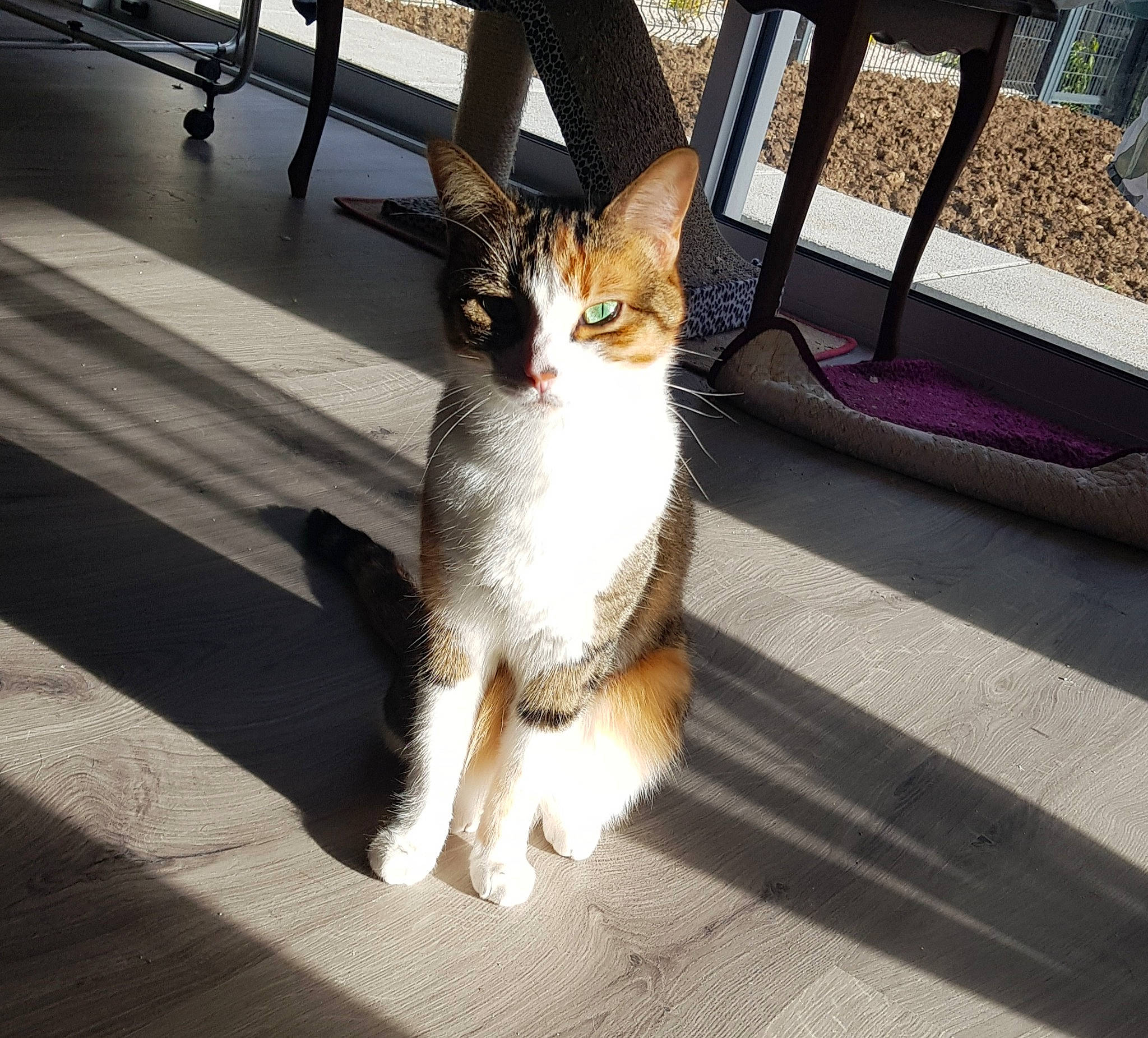 Myla