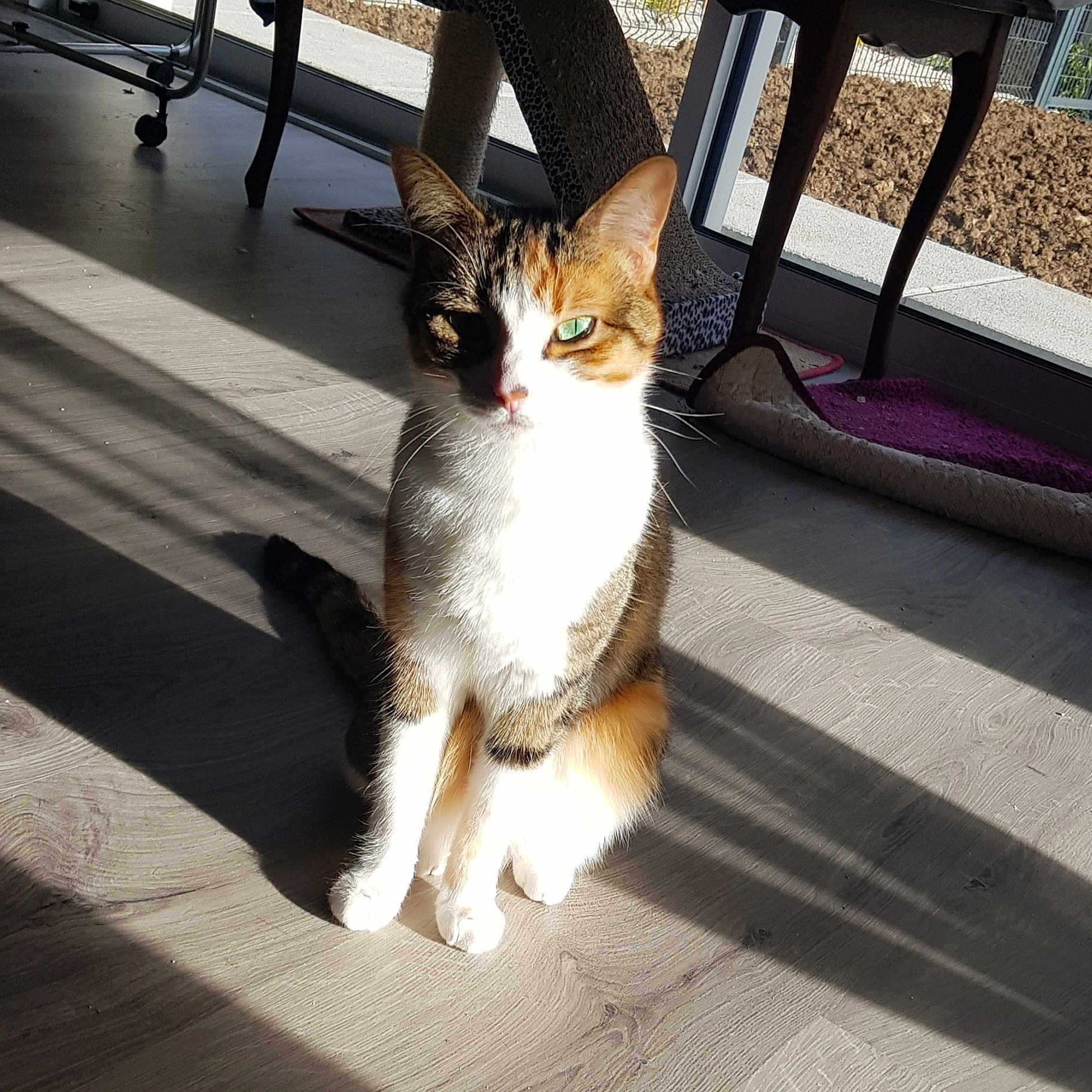 Myla