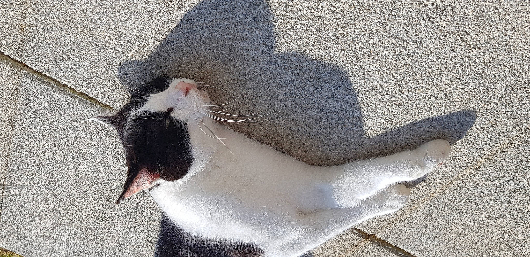 Caramel a rejoint le concours — aidez-le/la à gagner de superbes lots ! aegean_cat, carnivore, cat, felidae, small_to_medium_sized_cats, snout, tail, whiskers