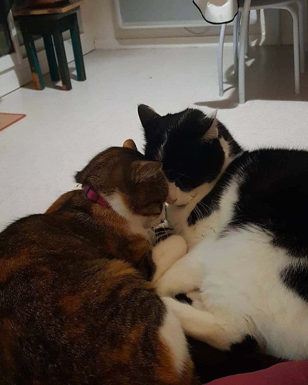 Caramel a rejoint le concours — aidez-le/la à gagner de superbes lots ! canidae, carnivore, cat, dog_breed, felidae, fur, kitten, mammal, paw, small_to_medium_sized_cats, snout, sporting_group, tail, whiskers