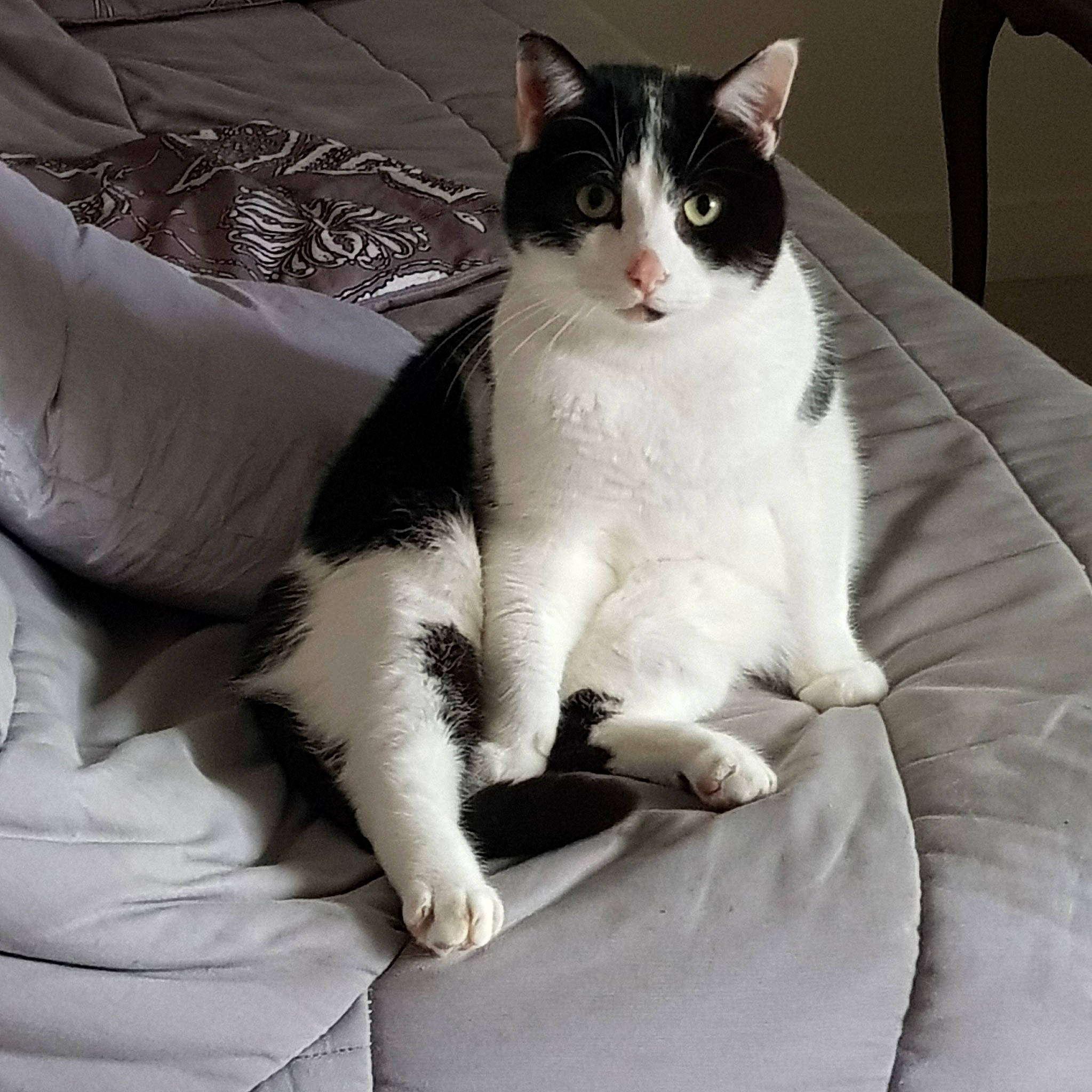 Caramel participe au concours pour gagner de l'argent avec cette photo : aegean_cat, american_wirehair, asian, black_and_white, carnivore, cat, domestic_short_haired_cat, european_shorthair, felidae, fur, japanese_bobtail, kitten, leg, mammal, paw, polydactyl_cat, small_to_medium_sized_cats, tail, whiskers